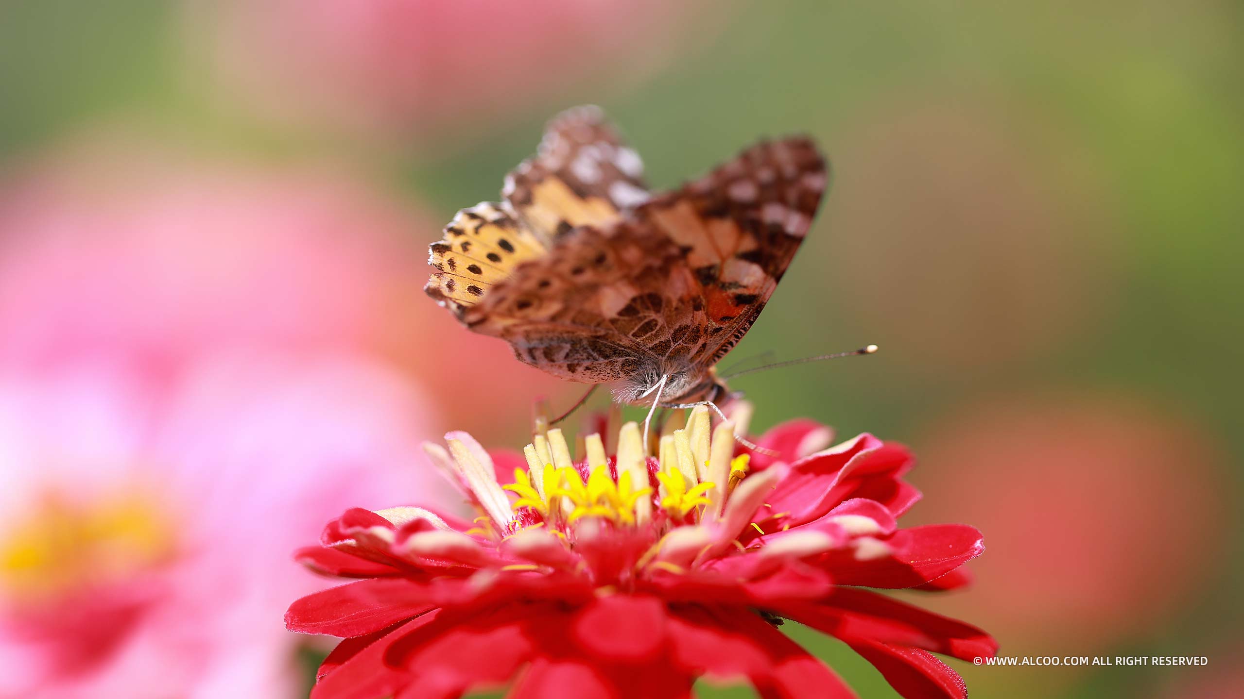 ALCOO;摄影;鲜花;甜蜜之花;alcoo.com;花心;蜜蜂;蝴蝶;蜂鸟蛾;菊花;昆虫;蝶恋花;采蜜;授粉;美图