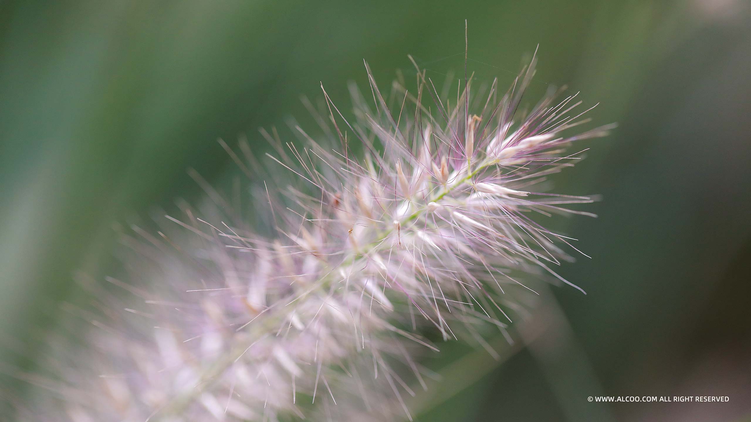 ALCOO;摄影;鲜花;甜蜜之花;alcoo.com;花心;蜜蜂;蝴蝶;蜂鸟蛾;菊花;昆虫;蝶恋花;采蜜;授粉;美图