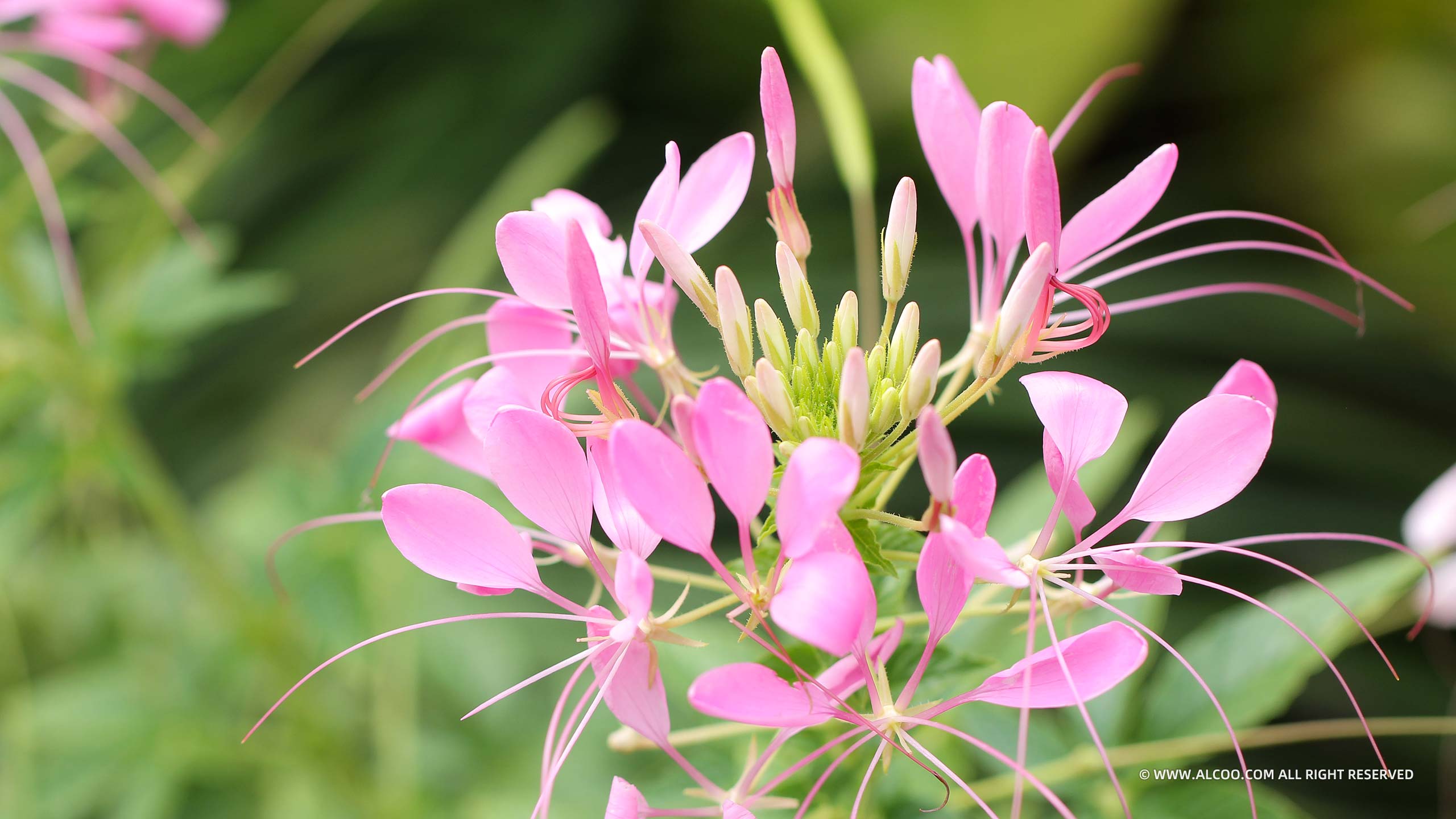 ALCOO;摄影;鲜花;甜蜜之花;alcoo.com;花心;蜜蜂;蝴蝶;蜂鸟蛾;菊花;昆虫;蝶恋花;采蜜;授粉;美图