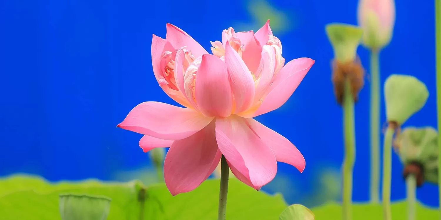 《2018 · 莲Lotus》清凉一夏！手机电脑屏保壁纸福利大放送！